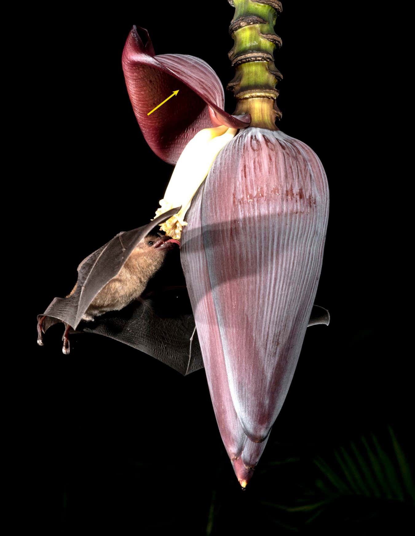 Glossophaga soricina drinking from a bananaflower THE GENIUS BAT_031_Photo Credit Brock Fenton