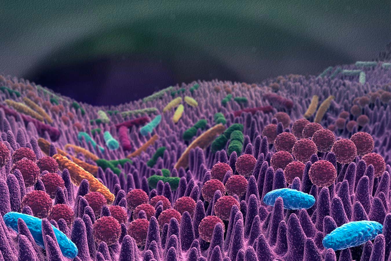 Gut microbiota, illustration