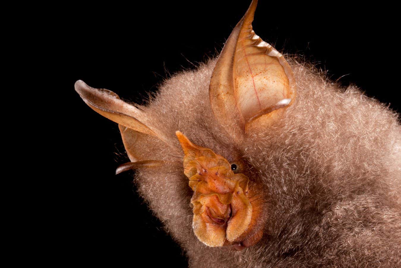Trefoil Horseshoe Bats (Rhinolophus trifoliatus) range throughout most of Southeast Asia, living in understory forests. It roosts alone in foliage, including beneath palm and rattan leaves. and hunts by listening and waiting for insects to fly by it's feeding perches. Portraits