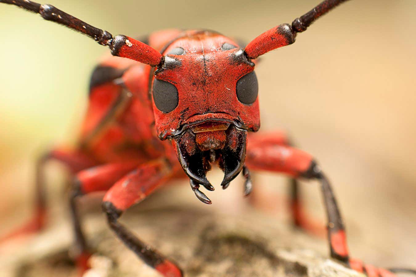 Hui Yu photographed this imposing portrait of a tropical flat-faced longhorn beetle on a family photography trip to a tropical rainforest at Gunung Jerai in Malaysia. A light bulb in a mosquito net attracted local invertebrates during the night, and in the morning there were lots of them to look at. Hui Yu is keen on macro-photography and chose the most colourful animal to take a portrait of. 'It had a strange look, like an alien, but it wasn't angry. It sat still on the branch all the time,' she says. 'I want people to know that all creatures, even small ones, count. So don't destroy the forest.'