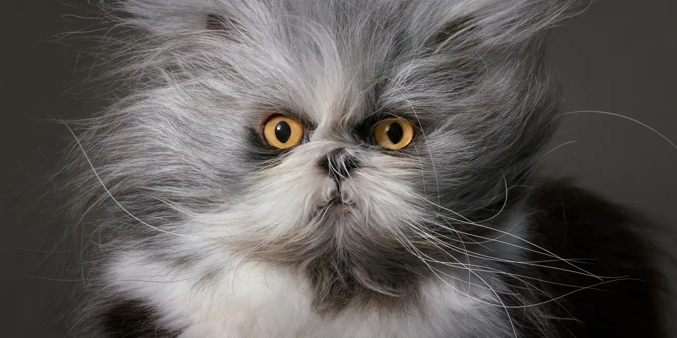 A Persian cat with hypertrichosis