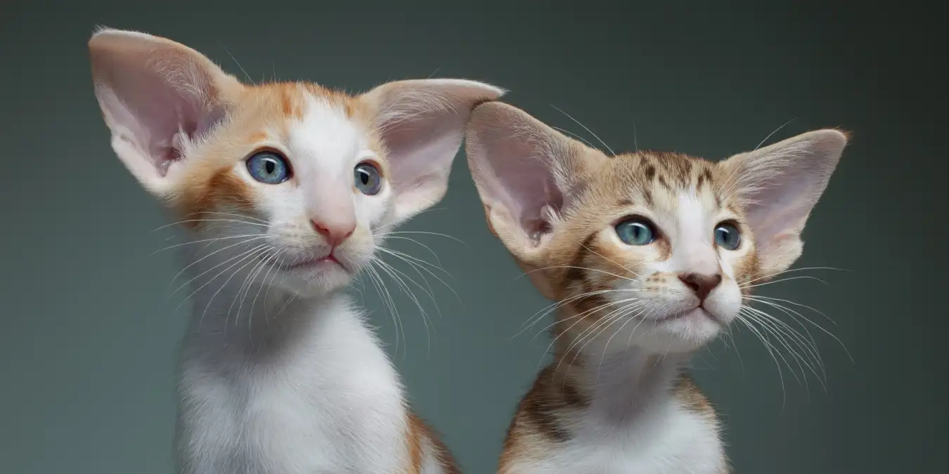 Oriental Shorthair kittens