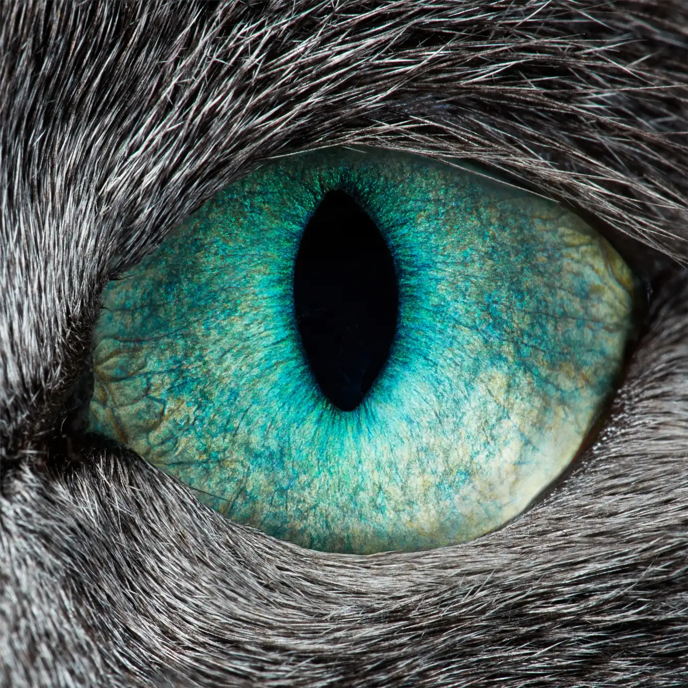 The eye of Smirnoff, a Russian Blue cat