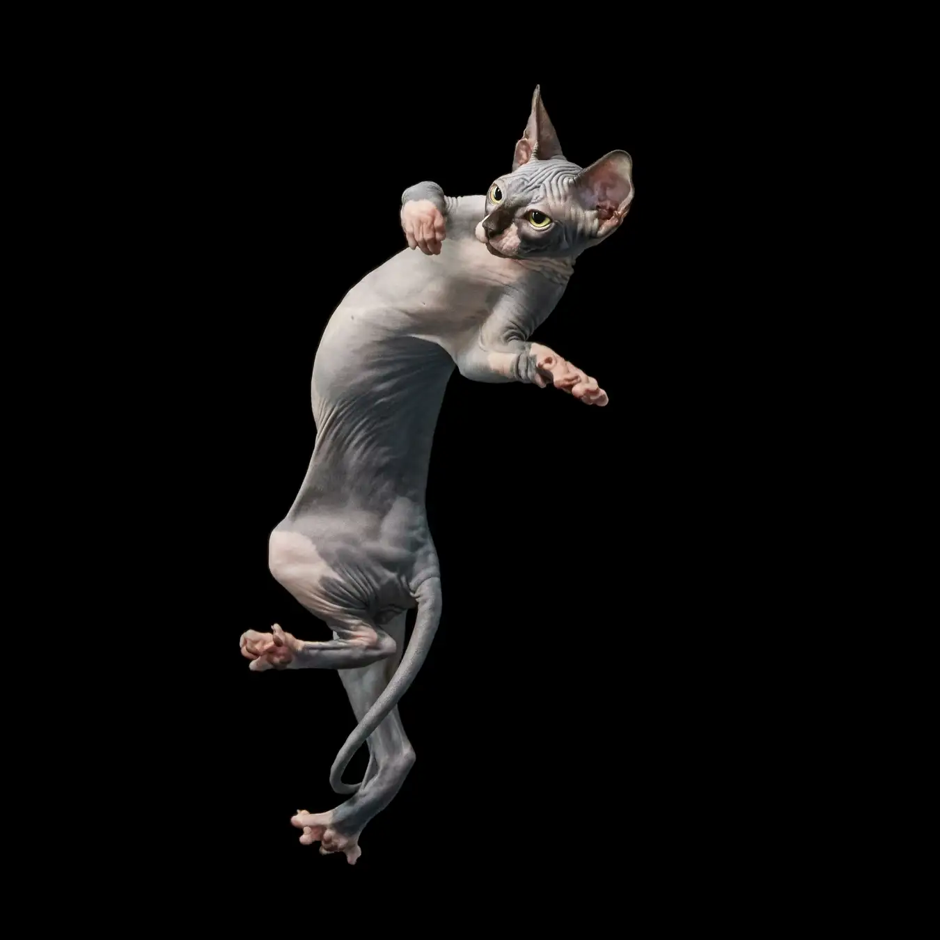 A Sphynx cat