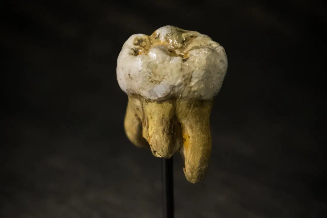 Replica of a Denisovan molar, originally found in Denisova Cave in 2000, at the Museum of Natural Sciences in Brussels, Belgium. Part of the roots was destroyed to study the mtDNA. Their size and shape indicate it is neither Neanderthal nor H. sapiens. https://en.wikipedia.org/wiki/Denisova_Cave#/media/File:Denisova_Molar.jpg