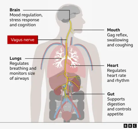Illustration show how vagus nerve runs from brain to organs and the processes it helps with, heart rate, breathing and digestion.