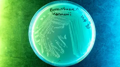 Imperial A round petri dish with handwritten labels on the lid. Inside, you can see dots in long squiggly lines - these represent bacterial growth. The whole thing is artistically lit - green on the left hand side, blue on the right and a blend in the middle. 