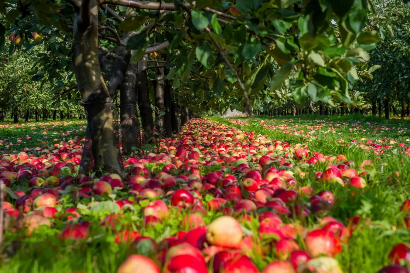 An apple orchard where Hoverflies pollinate