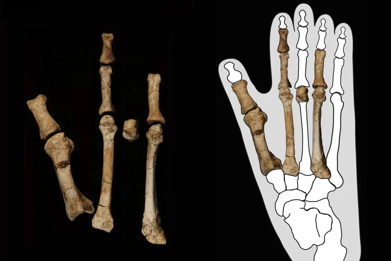 The Burtele foot (left) and the bones embedded in an outline of a gorilla foot (right), which was similar to that of Australopithecus deyiremeda