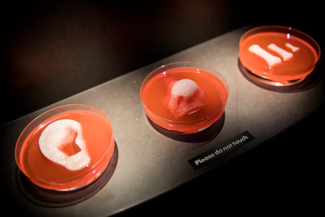 LONDON, ENGLAND - MAY 15: 3D printed organ scaffolds by Wake Forest Institute for Regenerative Medicine is displayed as part of the 'AI: More than Human' exhibition at the Barbican Curve Gallery on May 15, 2019 in London, England. (Photo by Tristan Fewings/Getty Images for Barbican Centre)