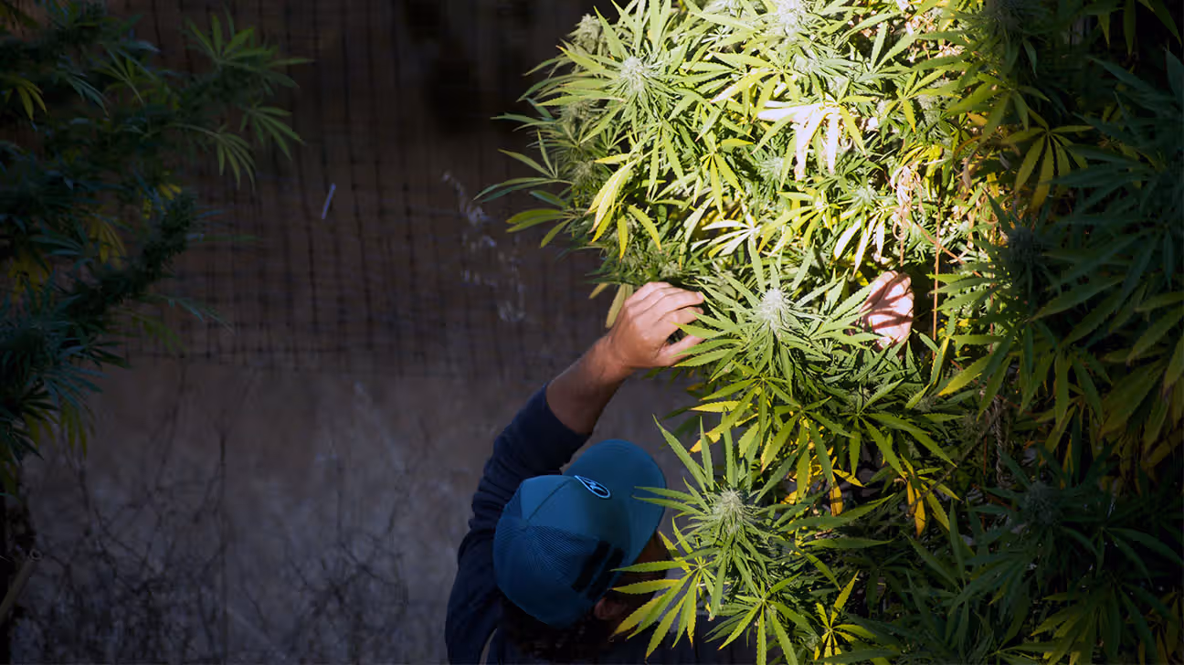 Cannabis farmer checks plant growth