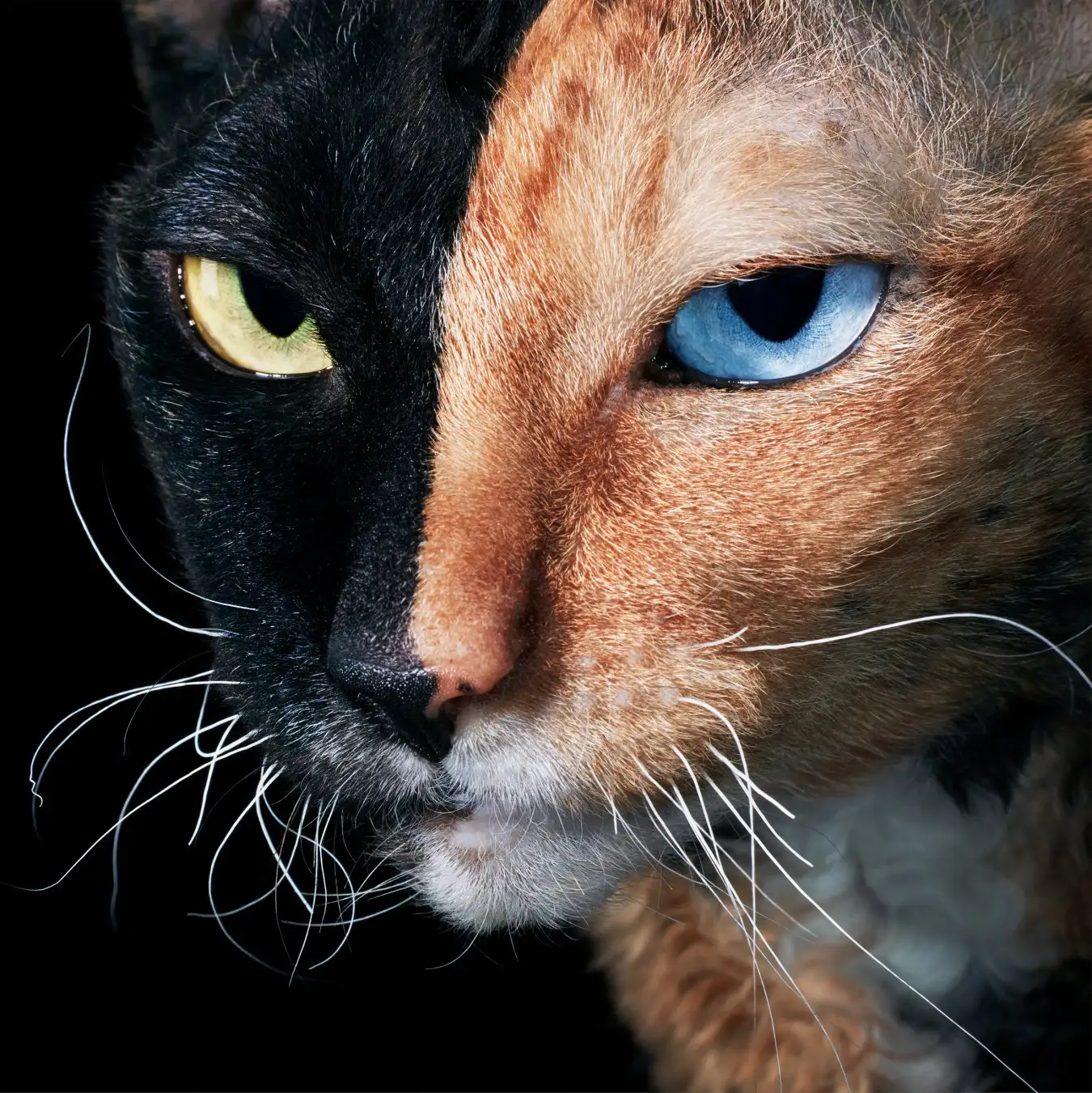 Cornish Rex cat Stella