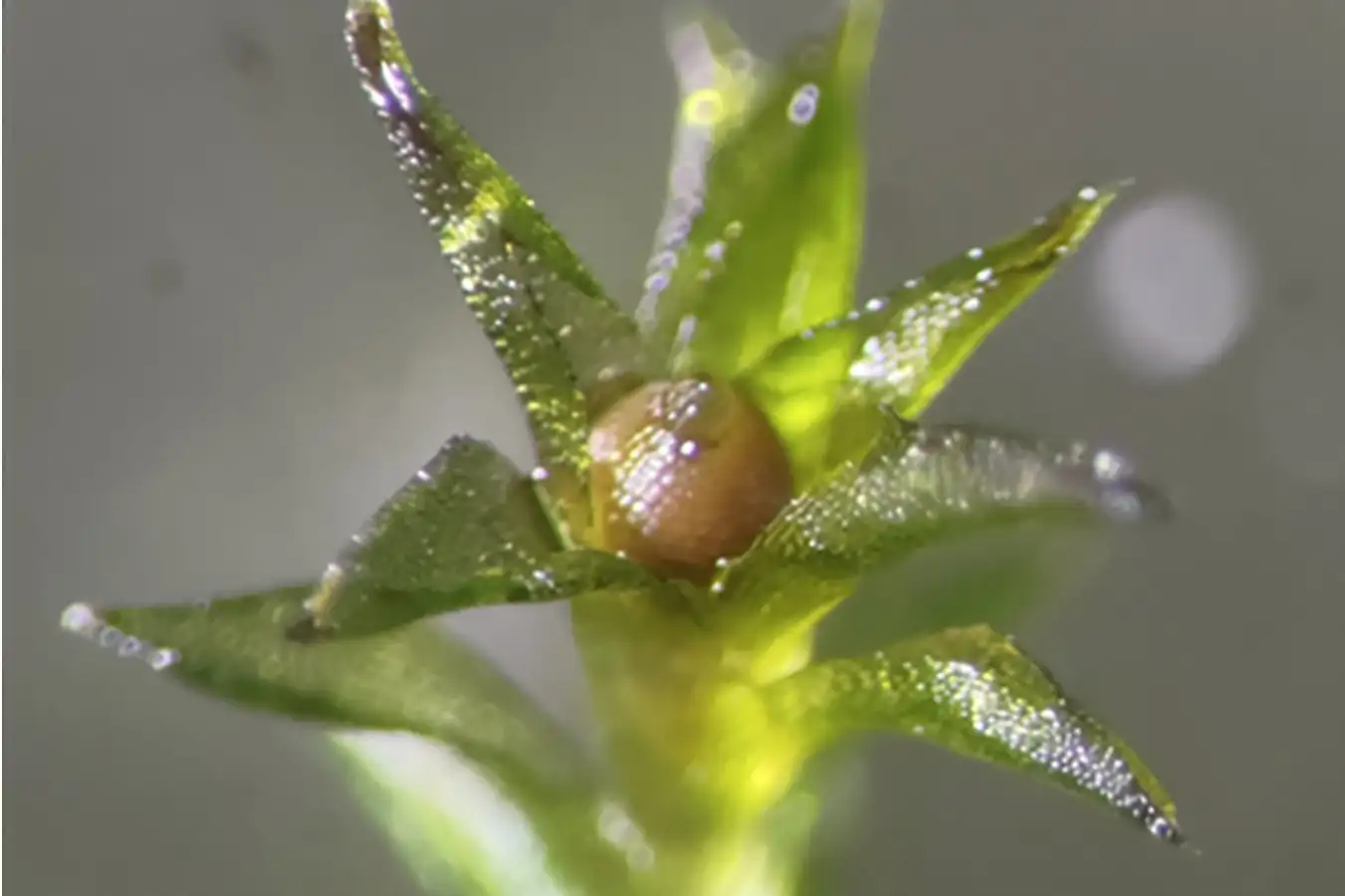 Sporophyte sample from the space exposure experiment on the ISS