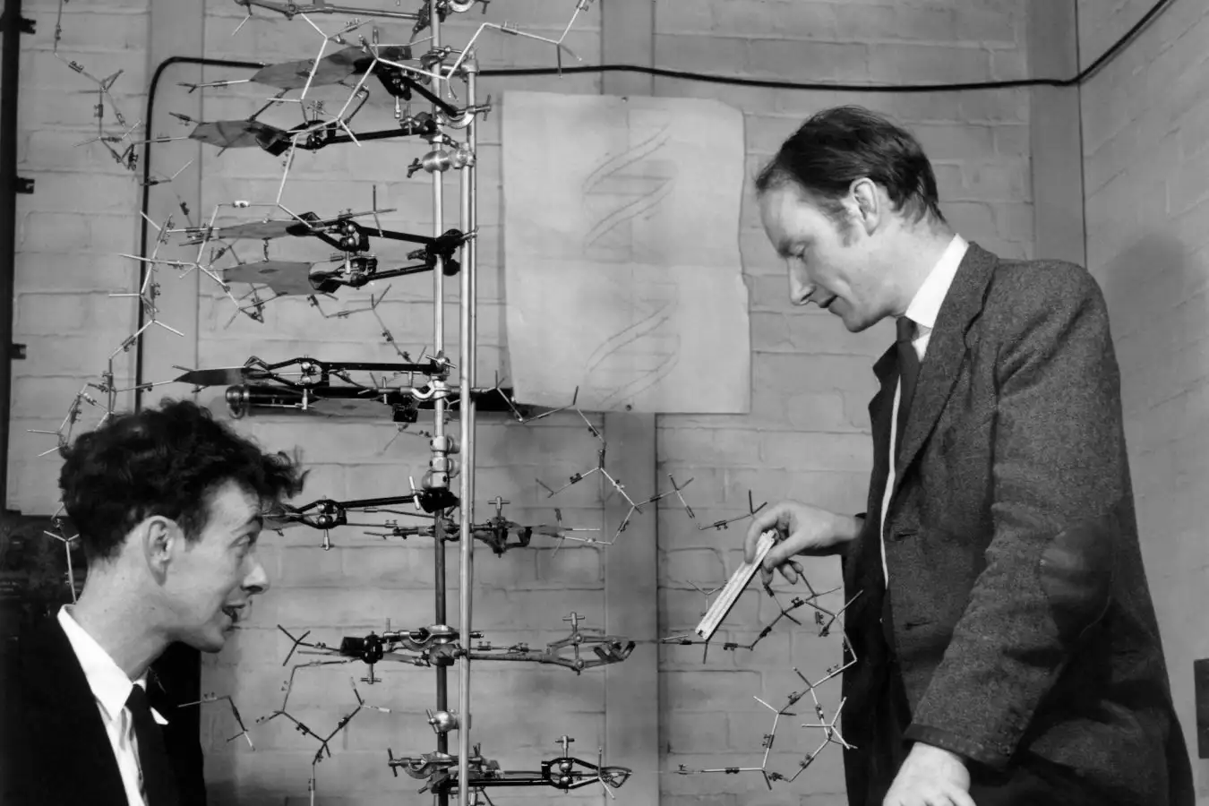 Mandatory credit Watson and Crick, discoverers of the structure of DNA. James Watson (b.1928, left) and Francis Crick (1916-2004), with their model of part of a DNA molecule in 1953. Watson and Crick met at the Cavendish Laboratory, Cambridge, in 1951. Their work on DNA was performed with a knowledge of Chargaff's ratios of the bases in DNA and access to the X-ray crystallography of Maurice Wilkins and Rosalind Franklin at King's College London. Combining this knowledge led to the deduction that DNA exists as a double helix. Crick, Watson and Wilkins shared the 1962 Nobel Prize for Physiology or Medicine, Franklin having died in 1958. Photographed in the Cavendish Laboratory, University of Cambridge, UK, in May 1953.
