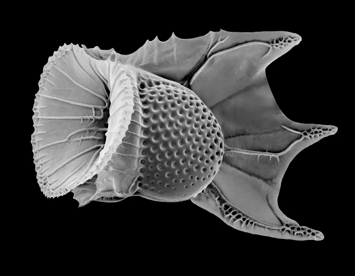 New Scientist. Science news and long reads from expert journalists, covering developments in science, technology, health and the environment on the website and the magazine.