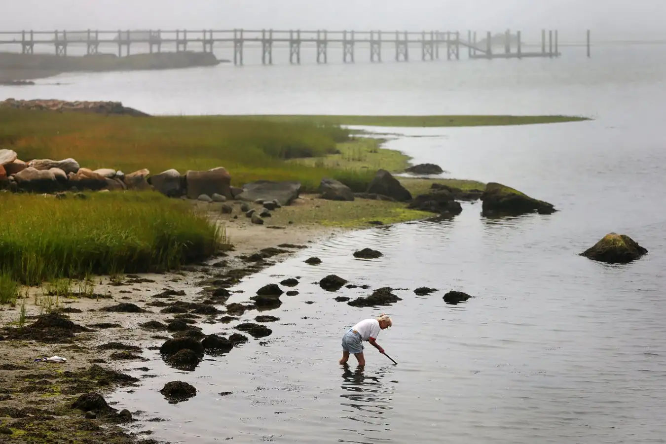 A woman hunts for quahogs on the shoreline of Massachusetts
