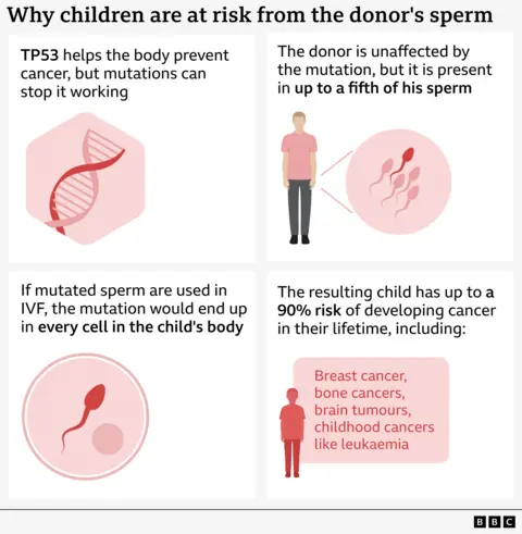 Infographic explaining how a TP53 gene mutation in the donor's sperm can lead to cancer risk in children conceived via IVF. Top-left panel shows a DNA strand with text: “TP53 helps the body prevent cancer, but mutations can stop it working.” Top-right panel shows a human figure next to sperm illustrations with text: “The donor is unaffected by the mutation, but it is present in up to a fifth of his sperm.” Bottom-left panel shows a sperm cell inside a circle with text: “If mutated sperm are used in IVF, the mutation would end up in every cell in the child’s body.” Bottom-right panel shows a silhouette of a child with text above saying: “The resulting child has an up to 90% risk of developing cancer in their lifetime, including - breast cancer, bone cancers, brain tumours, childhood cancers like leukaemia”. 
