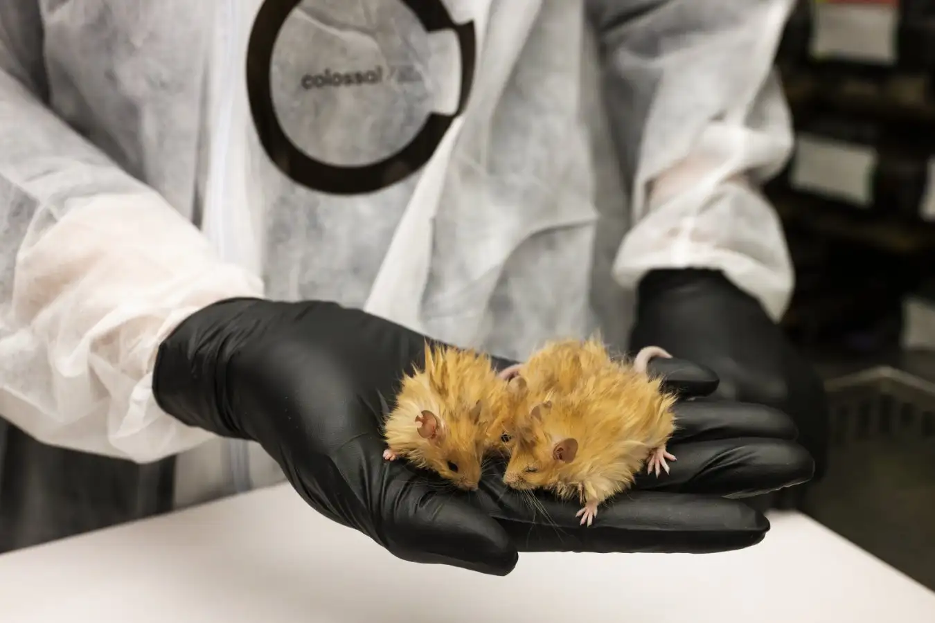 In an extraordinary achievement of advanced multiplexed genome engineering, Colossal Biosciences announces the birth of the Colossal Woolly Mouse?mice engineered to express multiple key mammoth-like traits that provide adaptations to life in cold climates. By successfully modifying seven genes simultaneously, Colossal's team created mice with dramatically altered coat color, texture, and thickness reminiscent of the woolly mammoth?s core phenotypes.