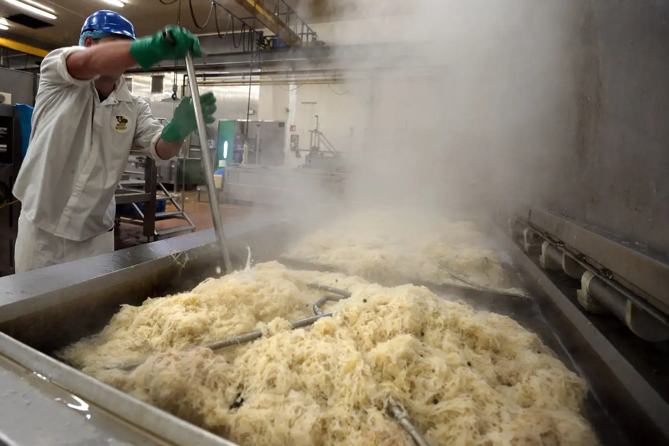 A picture shows the traditional production of the sauerkraut in an Alsatian factory.