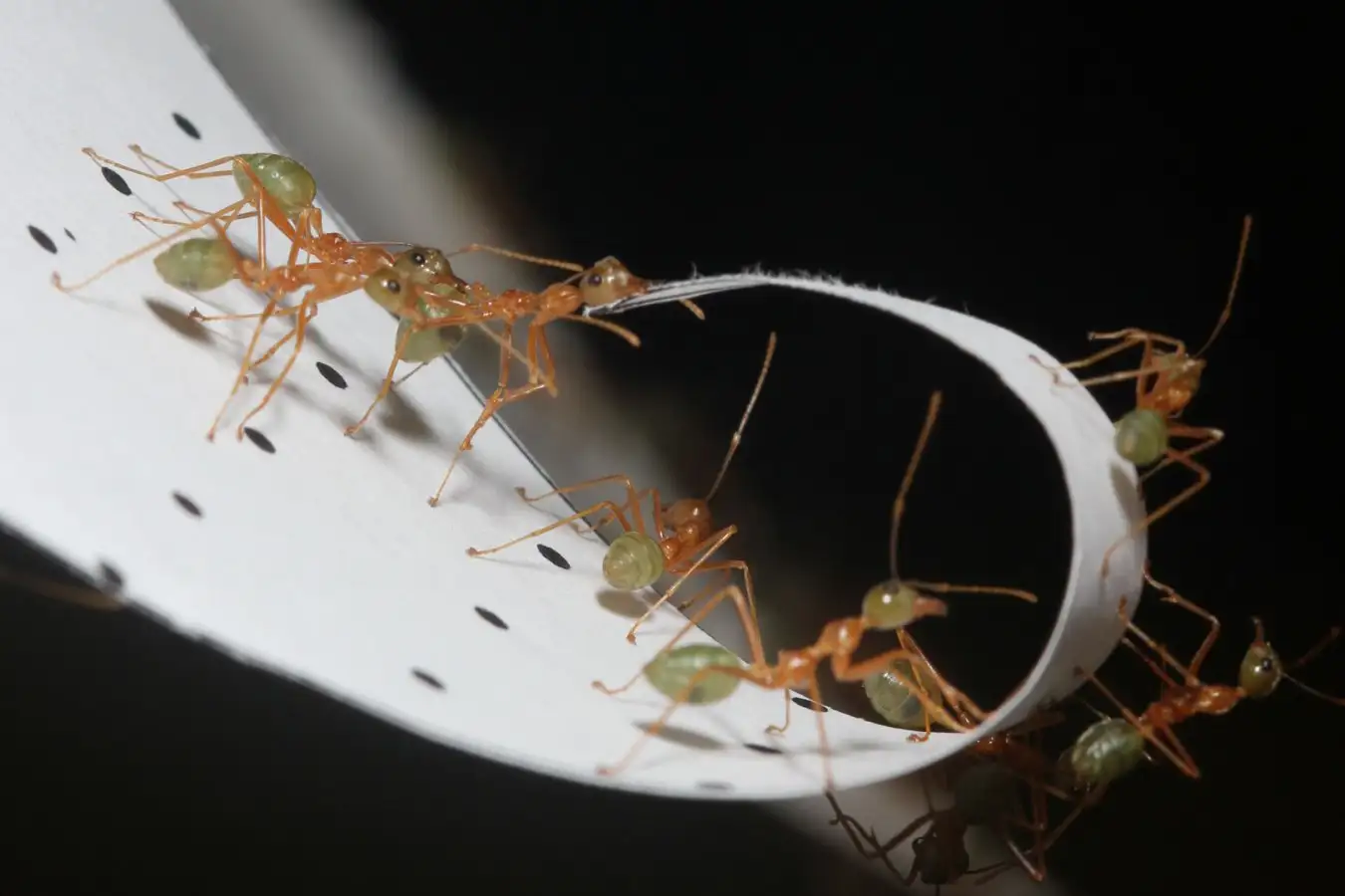 Weaver ants folding paper