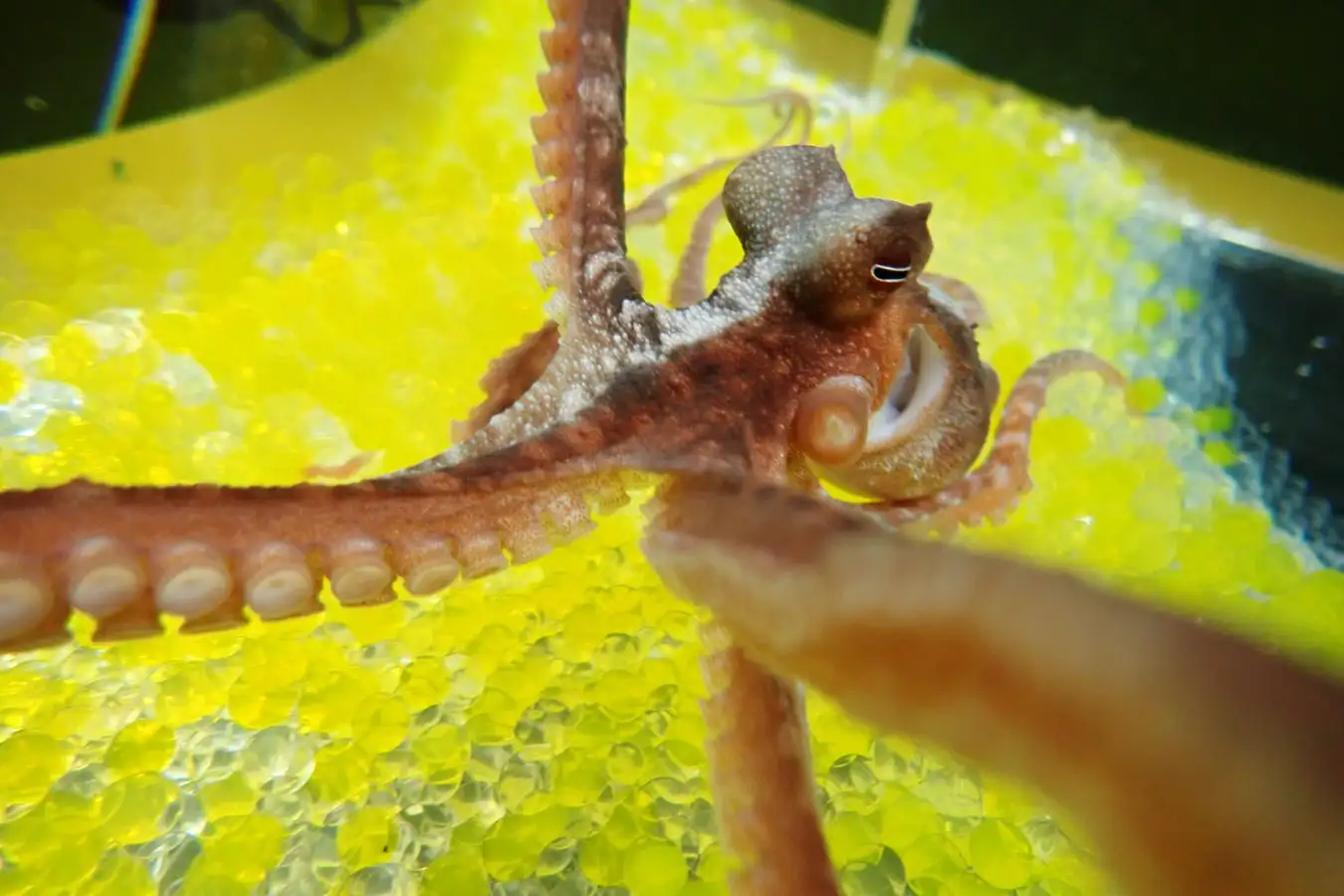 Just like humans and other mammals, octopuses can be fooled by an illusion that makes them think a fake arm is actually theirs.