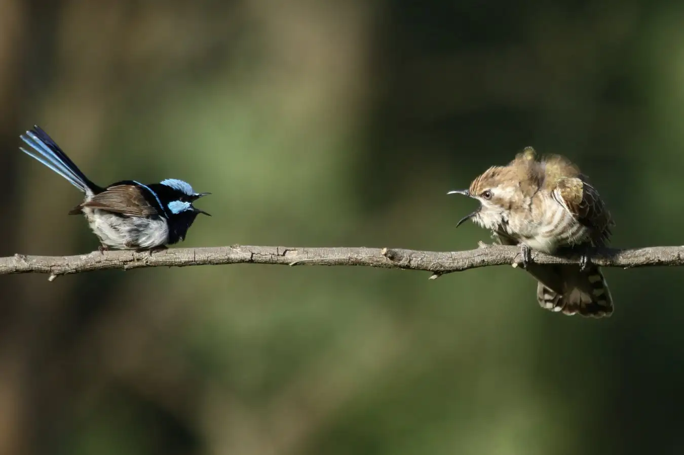 Superb & Cuckoo Credit_To_David_Ongley