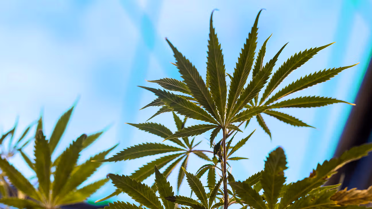 Cannabis plants growing in a greenhouse