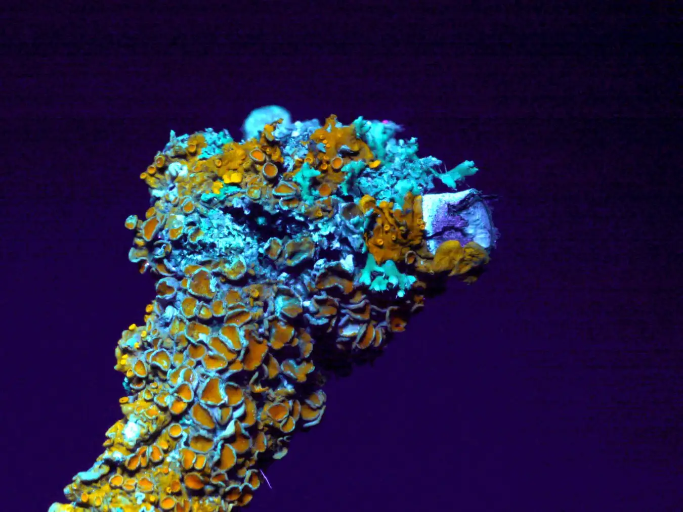 A photograph taken of a lichen using both visible and UV light. The synthetic lichens glow bright blue.