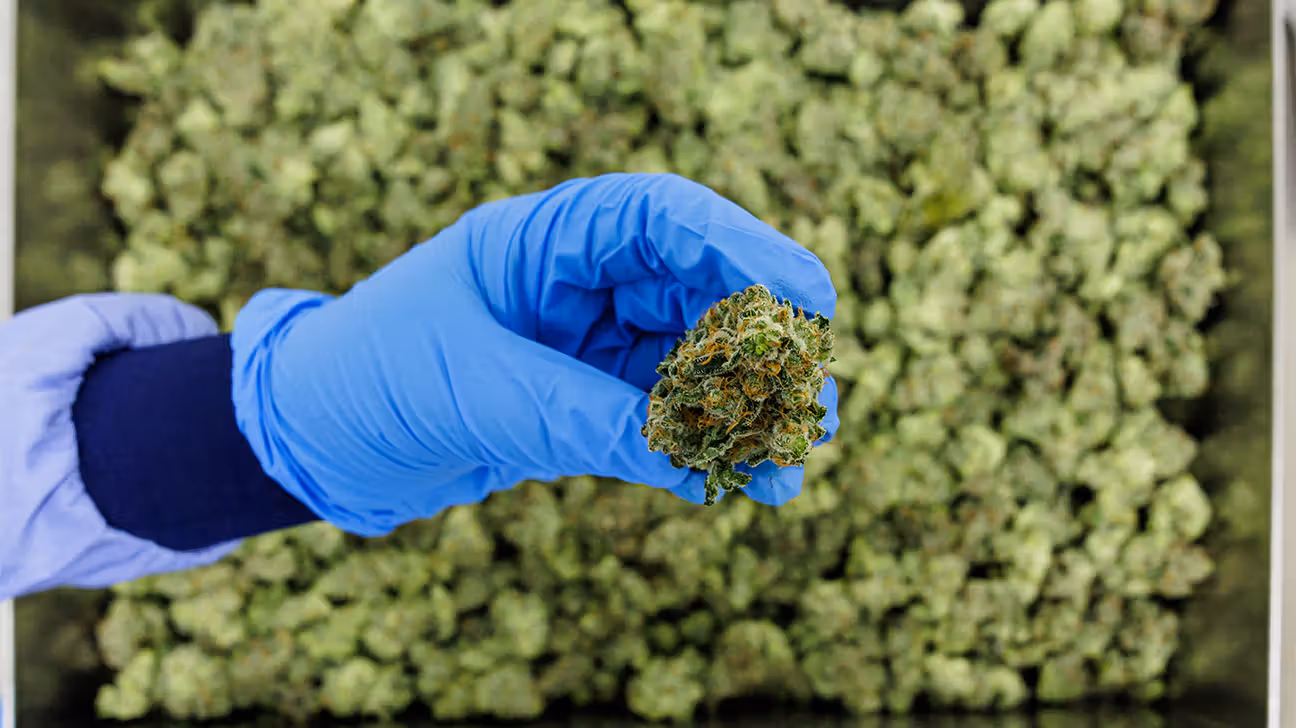 A gloved hand holding medical cannabis toward the camera