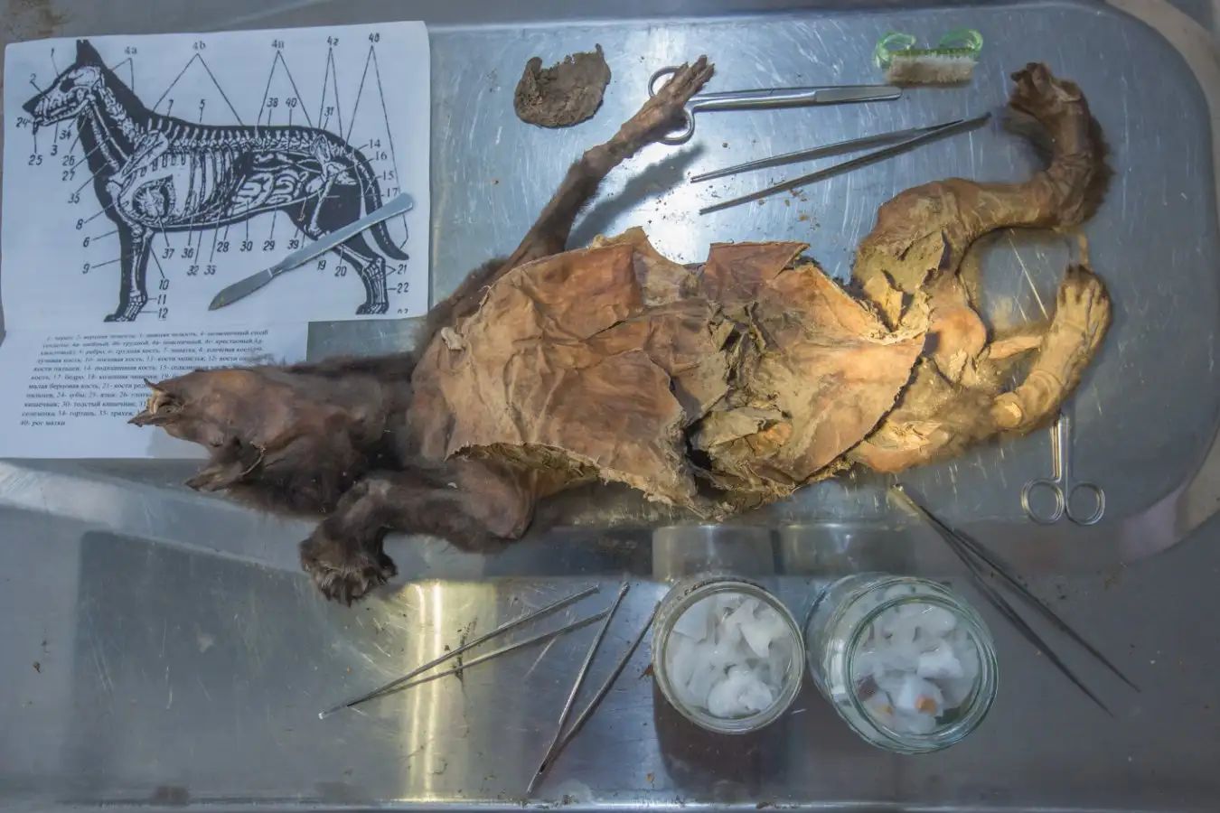 Photo of the Tumat-1 wolf puppy