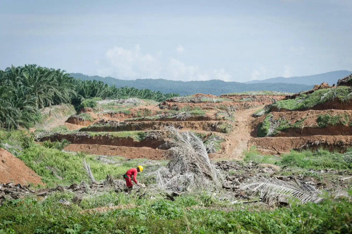Deforestation for palm oil, in the palm plantations in Sabah, Malaysian Borneo.