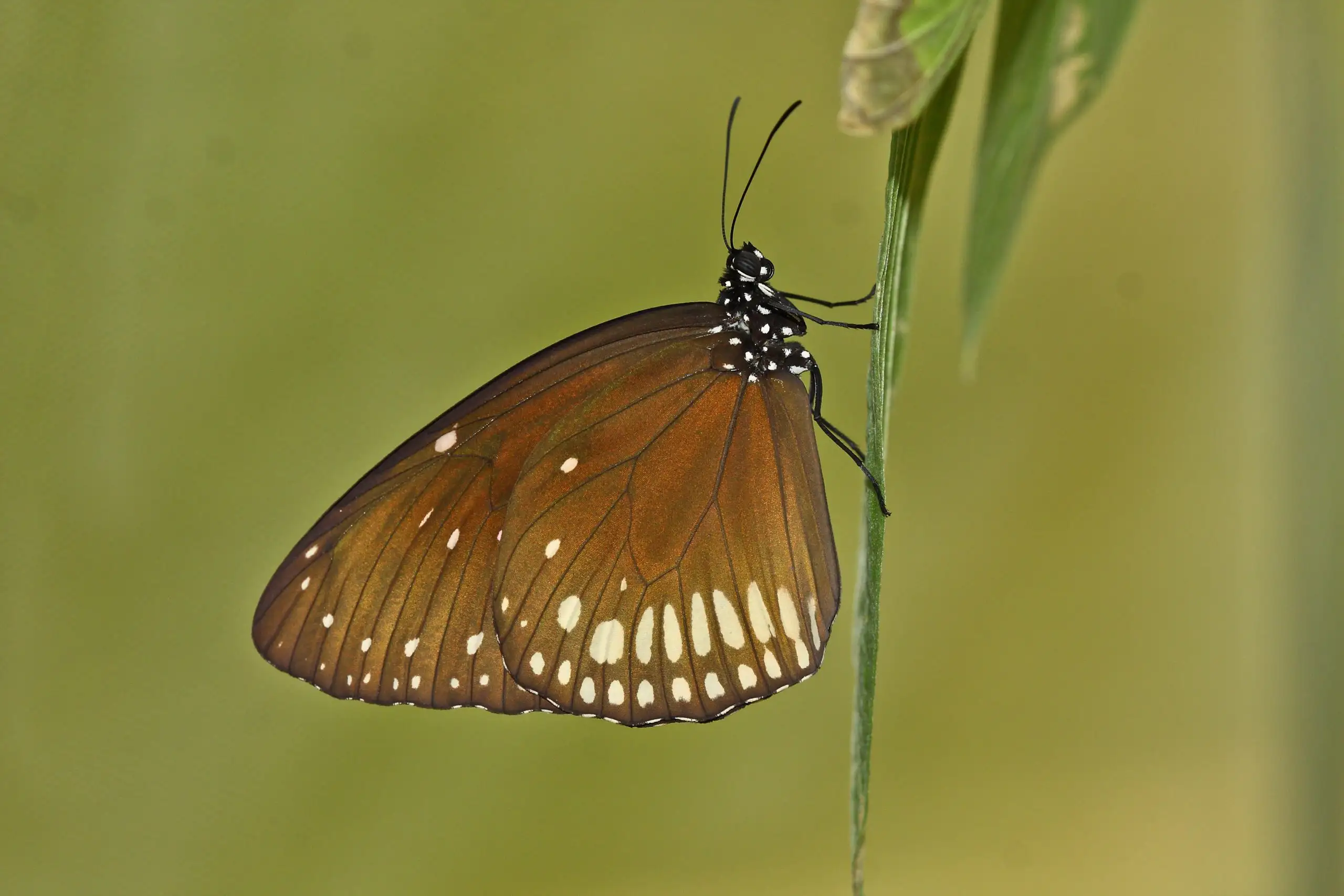 New Scientist. Science news and long reads from expert journalists, covering developments in science, technology, health and the environment on the website and the magazine.