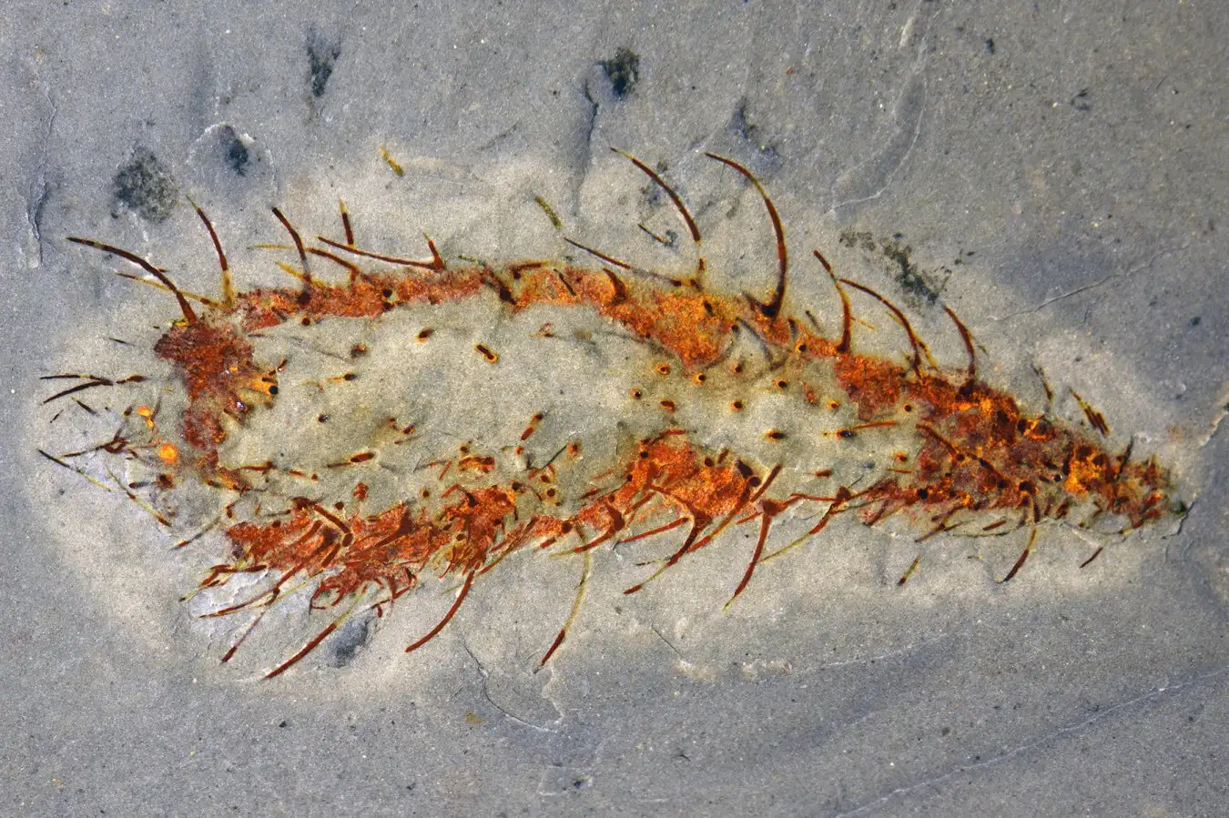 Press handout picture: A diverse collection of soft?bodied fossils discovered in a quarry in southern China, dating to around 512 million years ago, is described this week in Nature. The so-called Huayuan biota contains 153 animal species from 16 major groups, of which 59% are previously undiscovered species. These well-preserved fossils offer the most complete view yet of marine ecosystems in the aftermath of the early Cambrian Sinsk event, a mass extinction that brought the Cambrian explosion to a close. Pic shows: Allonnia. A cactus-like animal with spicules.