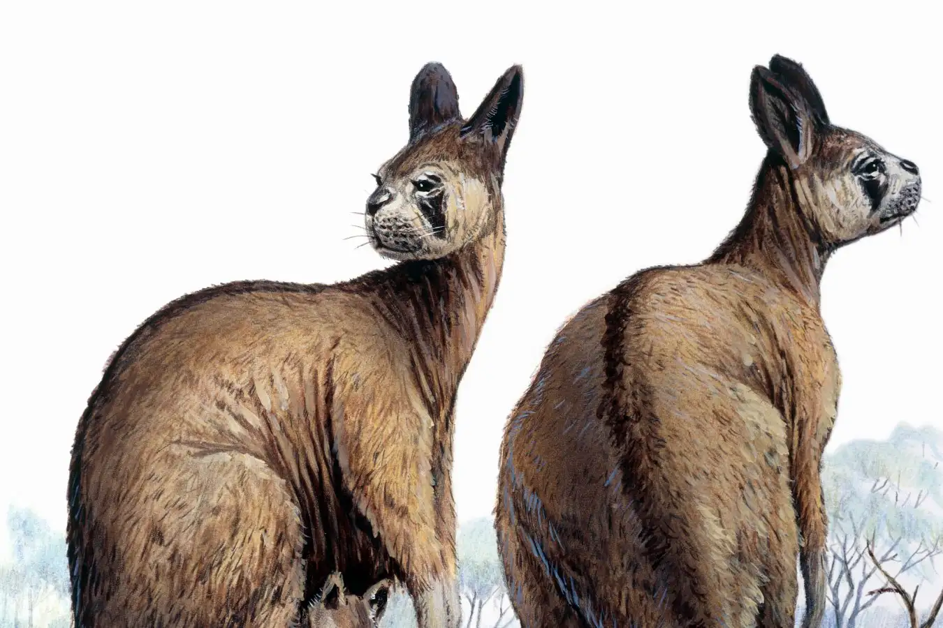 Procoptodon prehistoric kangaroo