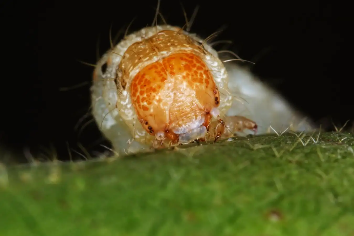 A Bollworm (Helicoverpa zea) larva