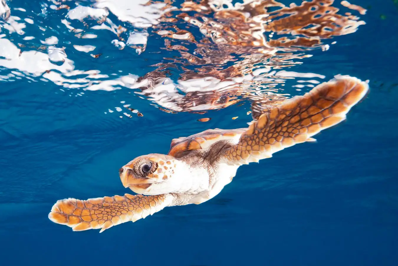 Juvenile Loggerhead Turtle