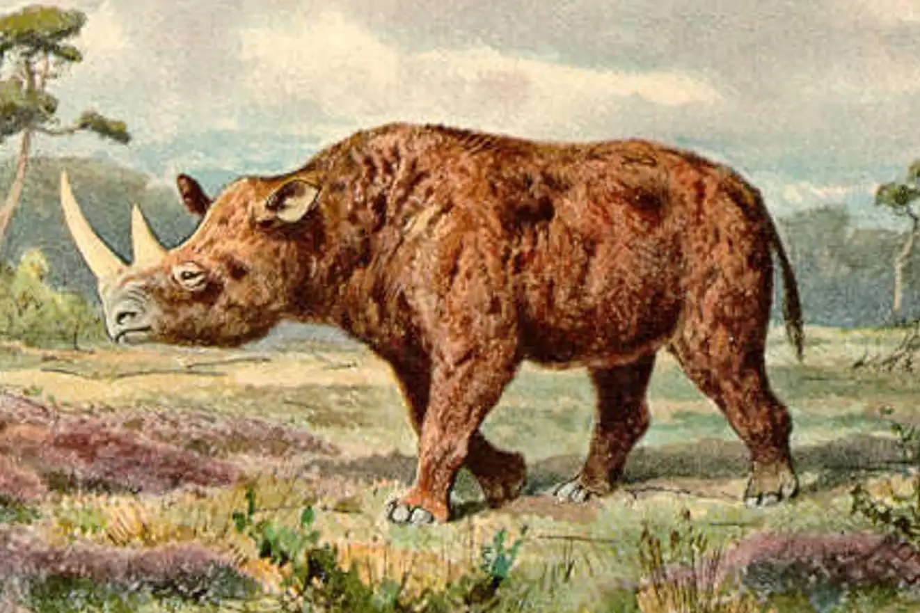 The woolly rhino