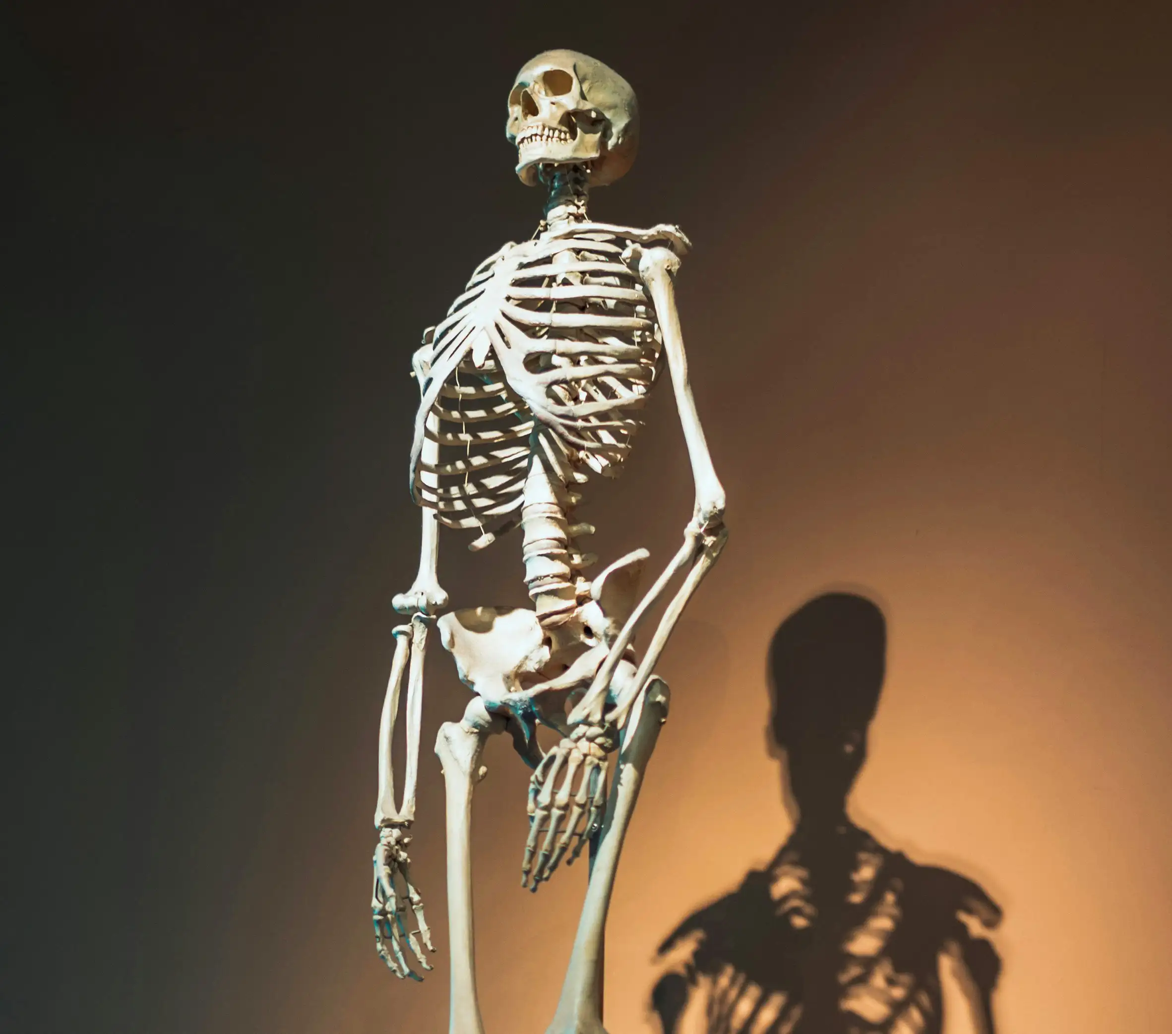 Skeleton in the Museum for Natural History Berlin.