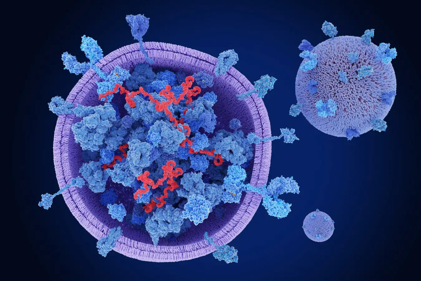 A bubble-like blob called an extracellular vesicle.