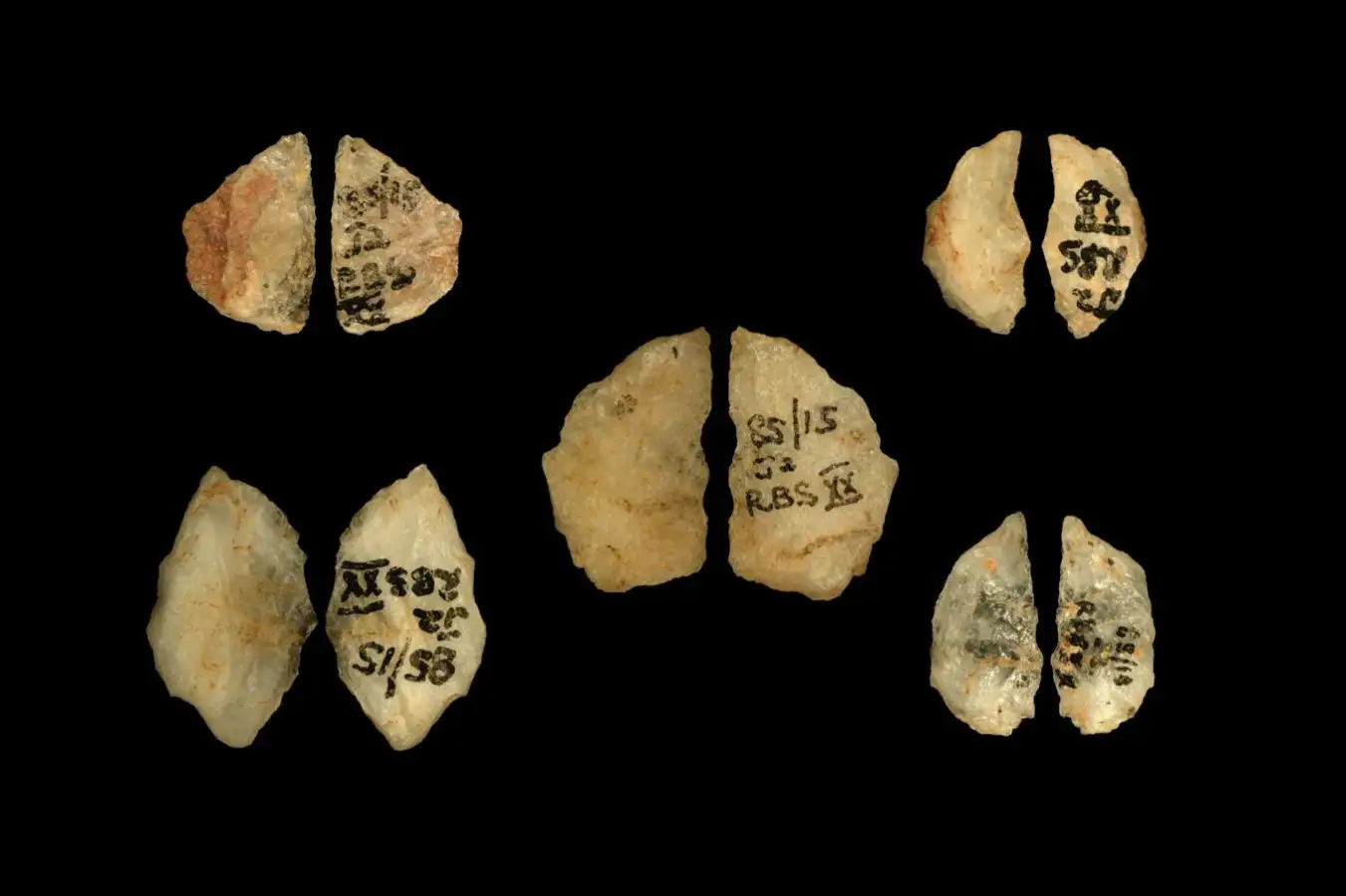 Closeup of the five quartz backed microliths from Umhlatuzana Rock Shelter with buphandrin, epibuphanisine alkaloid toxins.