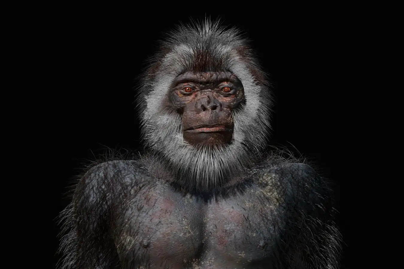Illustration of the hominin Ardi (Ardipithecus ramidus) who lived 4.4 million years ago