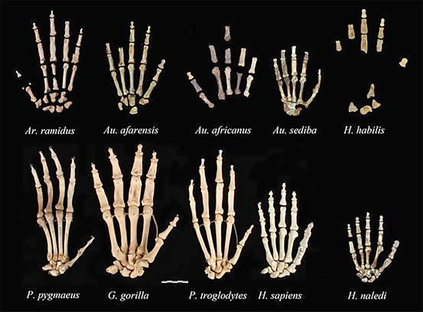 Hand skeletons of different ancient hominins, gorillas, chimpanzees and Homo sapiens