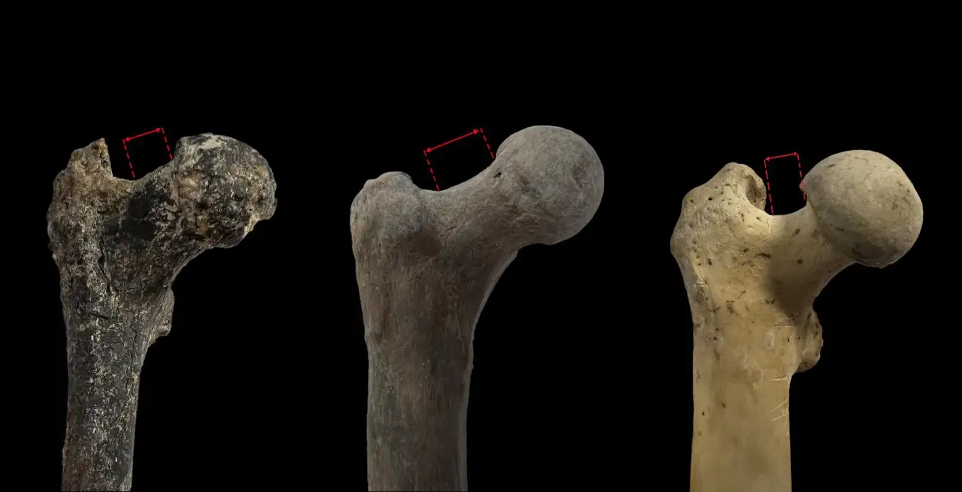 image of the newly described femur, in comparison to a chimp and to Lucy. The caption is: The Graecopithecus femur from Azmaka, Bulgaria, (left) in comparison with that of Lucy (Australopithecus afarensis) (middle) and the thighbone of a chimpanzee (right). The femoral neck (indicated in red) is longer and more upward-pointing in the human ancestors Graecopithecus and Australopithecus than in the chimpanzee. Images: N. Spassov, D. Youlatos, M. B??hme, R. Bogdanova, L. Hristova, D. Begun