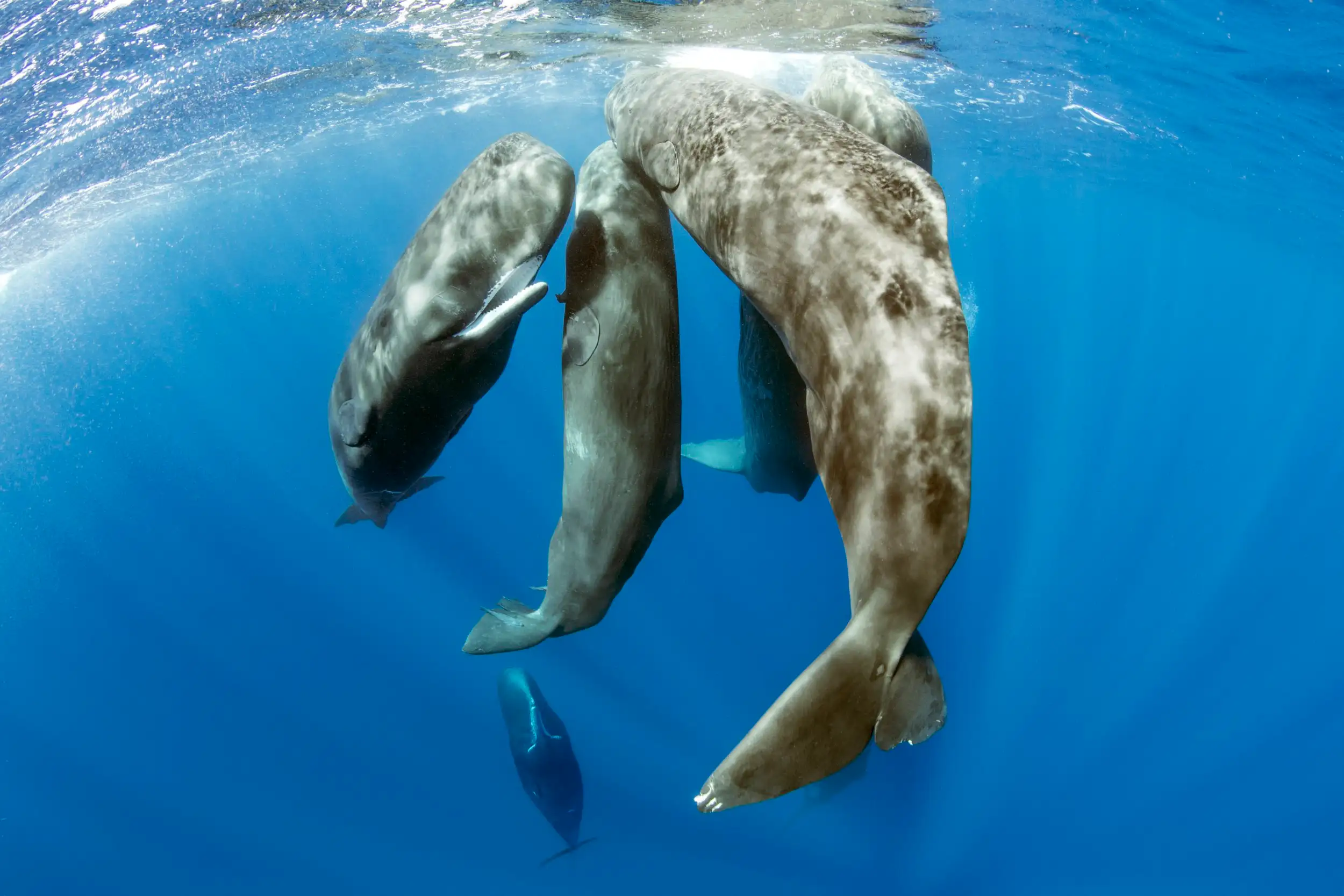 Pod of sperm whale socializing