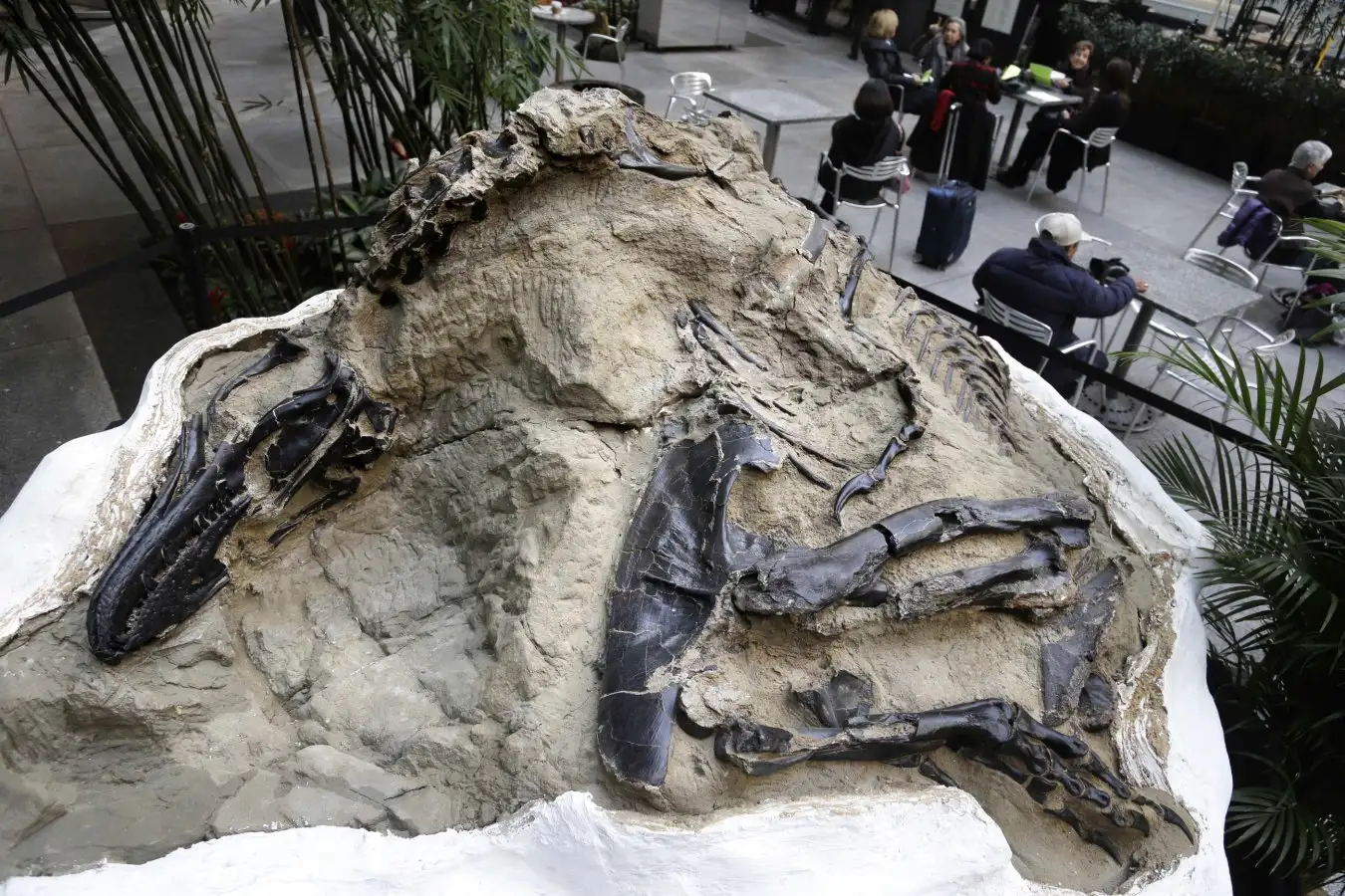 The Dueling dinosaurs fossil preserves two dinosaur skeletons, including a nanotyrannus lancensis