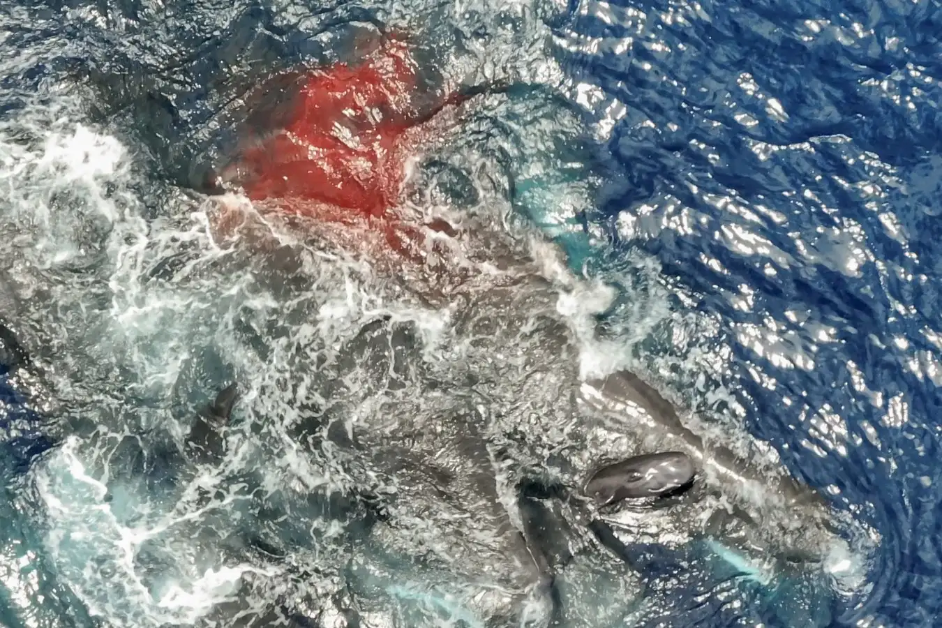 The newborn sperm whale emerges from the water post birth (bottom right) and is supported by female sperm whales from Unit A.