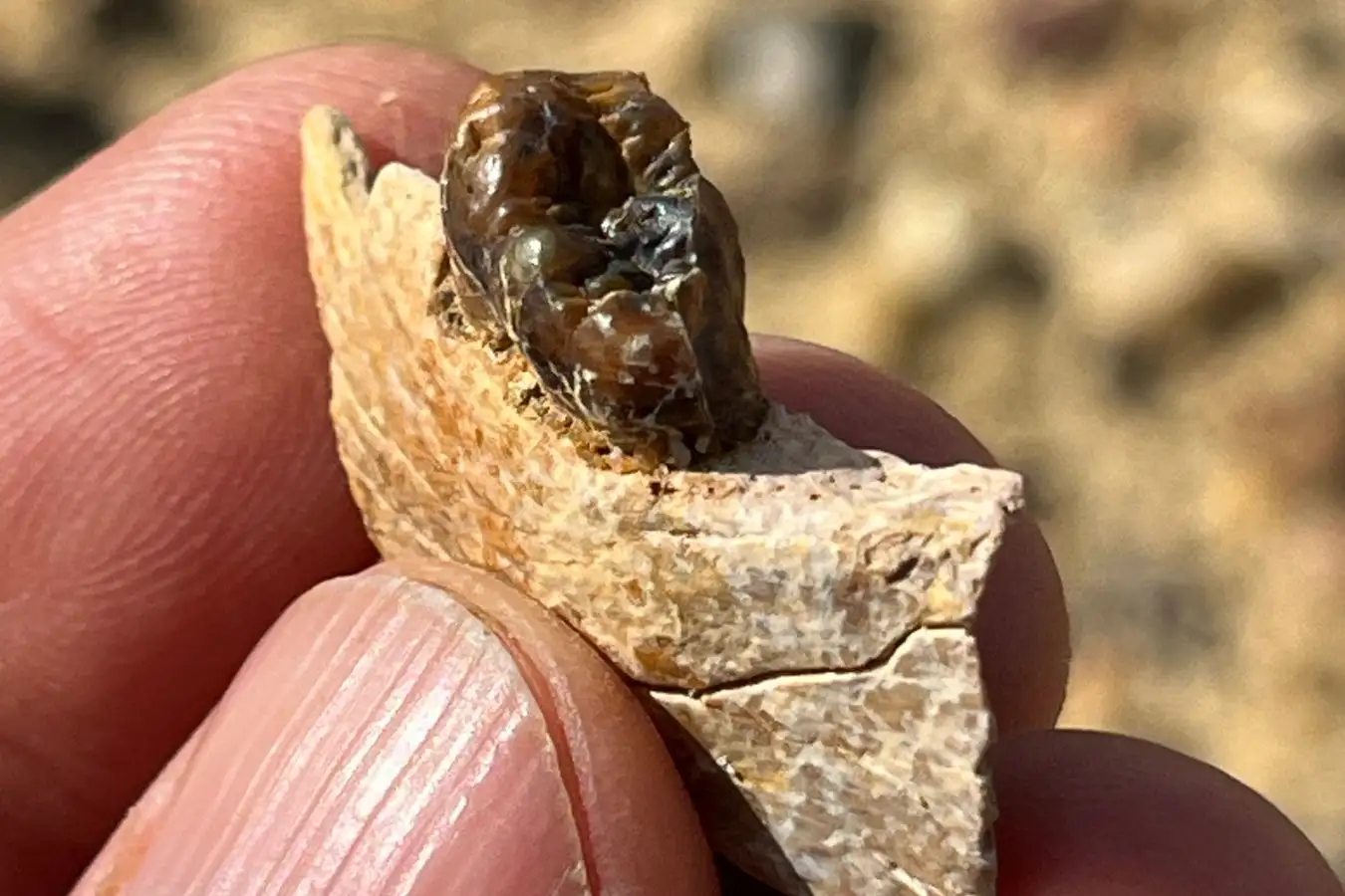 Masripithecus moghraensis mandibular fragment with right M3 at the moment of discovery.