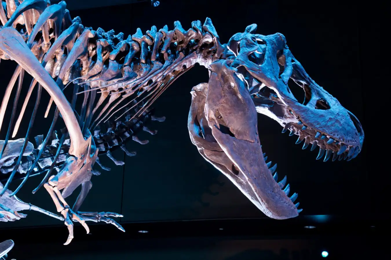 Fossil skeleton of Tyrannosaurus Rex