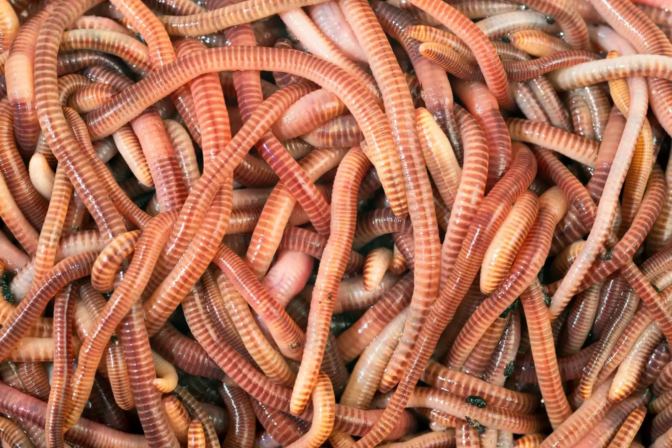 Brandling worms (Eisenia fetida). These annelid worms are used by gardeners to speed up the decomposition of organic matter (particularly food waste) in compost heaps.
