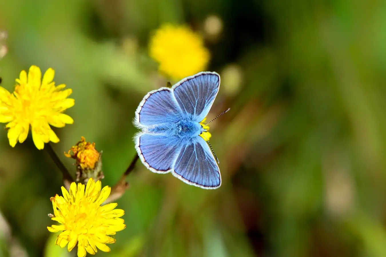 Adonis Blue butterfly